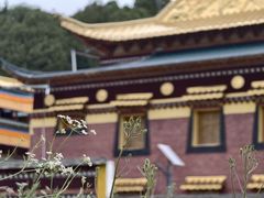 -达仓郎木寺院