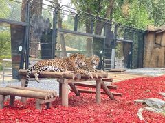 -北京野生动物园