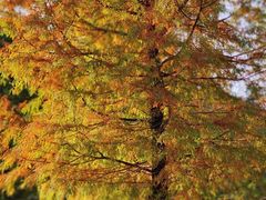 -中旅阿那亚九龙湖·公主酒店