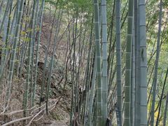 -沣峪森林公园龙潭戏水景区