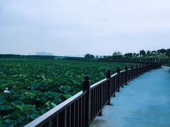 -天津东丽湖风景区