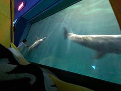 -福州罗源湾海洋世界旅游区