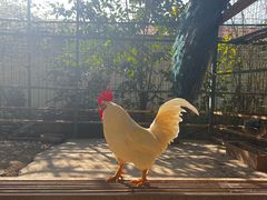 -瑞丽独树成林风景区