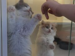-小猫来了·猫舍(红山六九七九店)