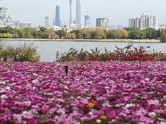 -海珠湖公园