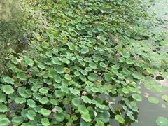 -建华生态湿地百荷园