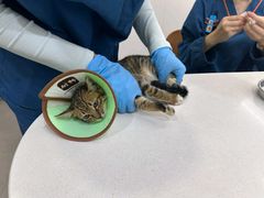 -阿荣24H宠物医院·综合型转诊中心·CT·核磁影像中心