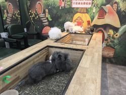 -神奇动物撸宠馆·羊驼·小浣熊·异宠(豫园店)