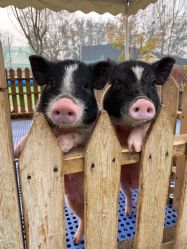 -萌宠亲子动物乐园(槐房万达店)