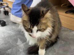 -东莞宠友24H宠物中心医院·转诊夜诊·异宠(新河北路院)