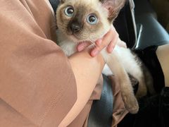 -屋虎猫馆(宝安大仟里店)