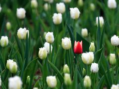 2Z0A5099-洛阳郁金香牡丹园