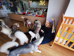 -Husky Go! 哈士奇体验馆·宠物咖啡厅狗咖