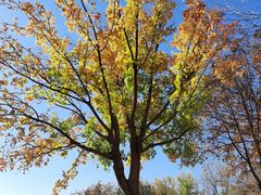 -北京国家会计学院