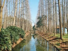 -东平国家森林公园