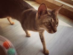 -猫大福·Fortune Cat猫舍(百子湾店)