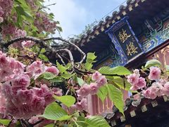 -洛阳白马寺