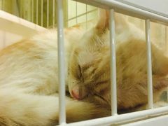 -猫色咖啡·猫咖