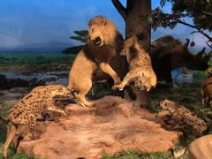 -国家自然博物馆