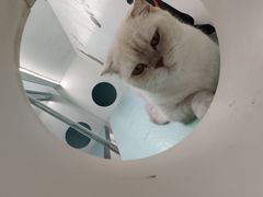 -猫小院猫主题餐厅(三里屯店)