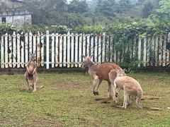 -贵州森林野生动物园