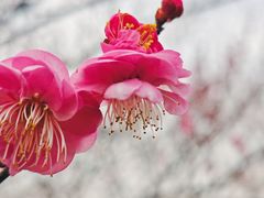 -花开海上生态园