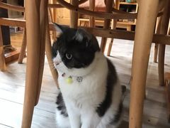 -海边的猫和咖啡馆