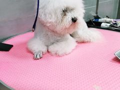-宠福鑫康馨动物医院·骨科·眼科
