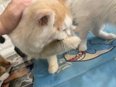 -平行世界·猫咖(首经贸店)