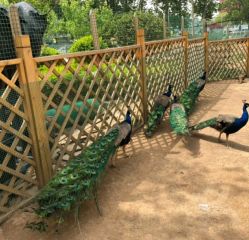 -萌宠亲子动物乐园(槐房万达店)