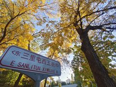 -三里屯东五街银杏大道