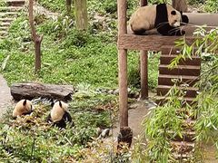 -中国大熊猫保护研究中心雅安碧峰峡基地