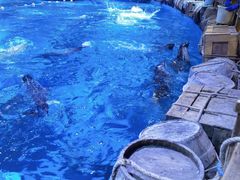 -海合安青岛极地海洋公园