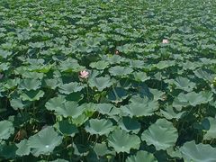 -重元寺香积厨素斋馆