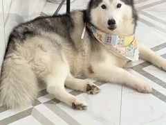 -星多哈·狗咖·拼豆·咖啡