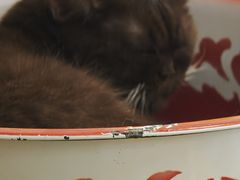 -平行世界·猫咖(首经贸店)