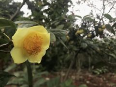 -金花茶公园