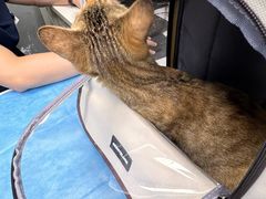 -关爱宠物医院·猫科中心·消化科(滨湖万达分院)