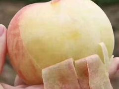 -南汇新场正宗水蜜桃采摘