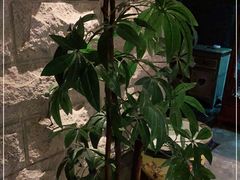 -樱蘭·影院足道·养生SPA(三里屯店)