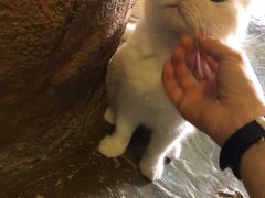 -猫猫幼稚园·撸猫·桌游·电玩