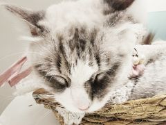 -怪兽屋·羊驼·猫咖·狗咖(俊华广场店)