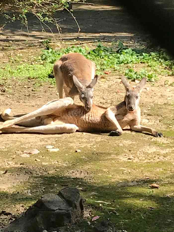 寶雞人民公園動物園-