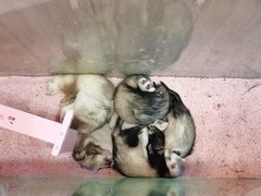 -藦茜花园宠物主题亲子互动体验馆(国顺东路店)