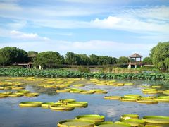 -荷塘月色湿地公园·向阳花洲