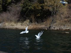 -丽江泸沽湖景区