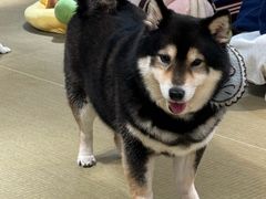 -逗柴咖啡屋·狗咖猫咖宠物桌游