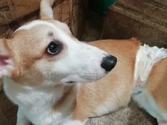 -more than meow吴止猫主题餐厅(承德 中船汇店)