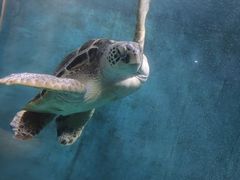 -青岛海底世界-水族馆
