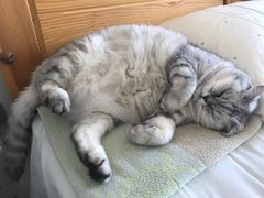 -宠爱国际动物医院· 猫科· 外科·中兽医(长白店)